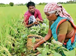 Breaking: Telangana's Bold Move to Protect Farmers! What You Need to Know